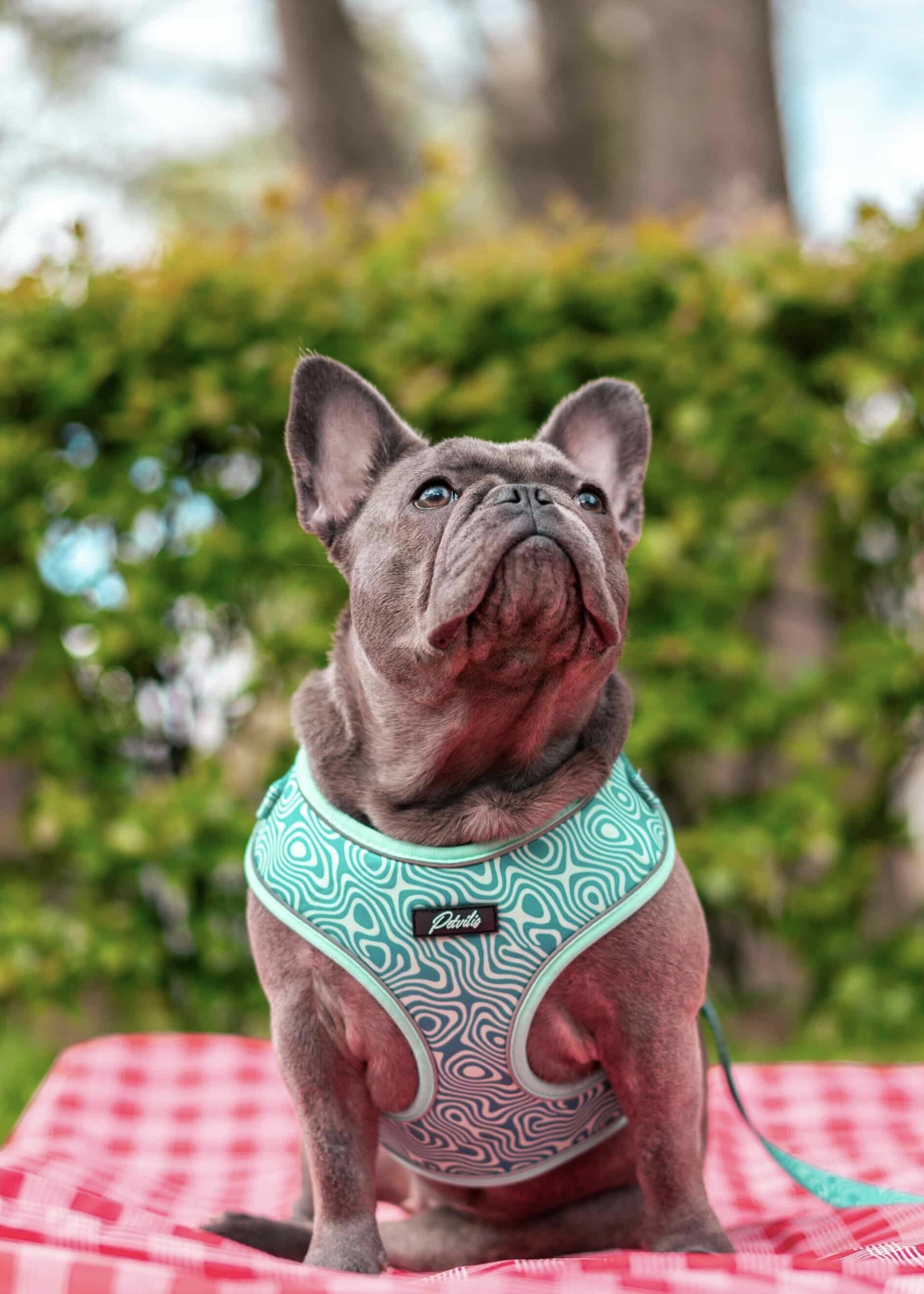 Harness “Harmony”