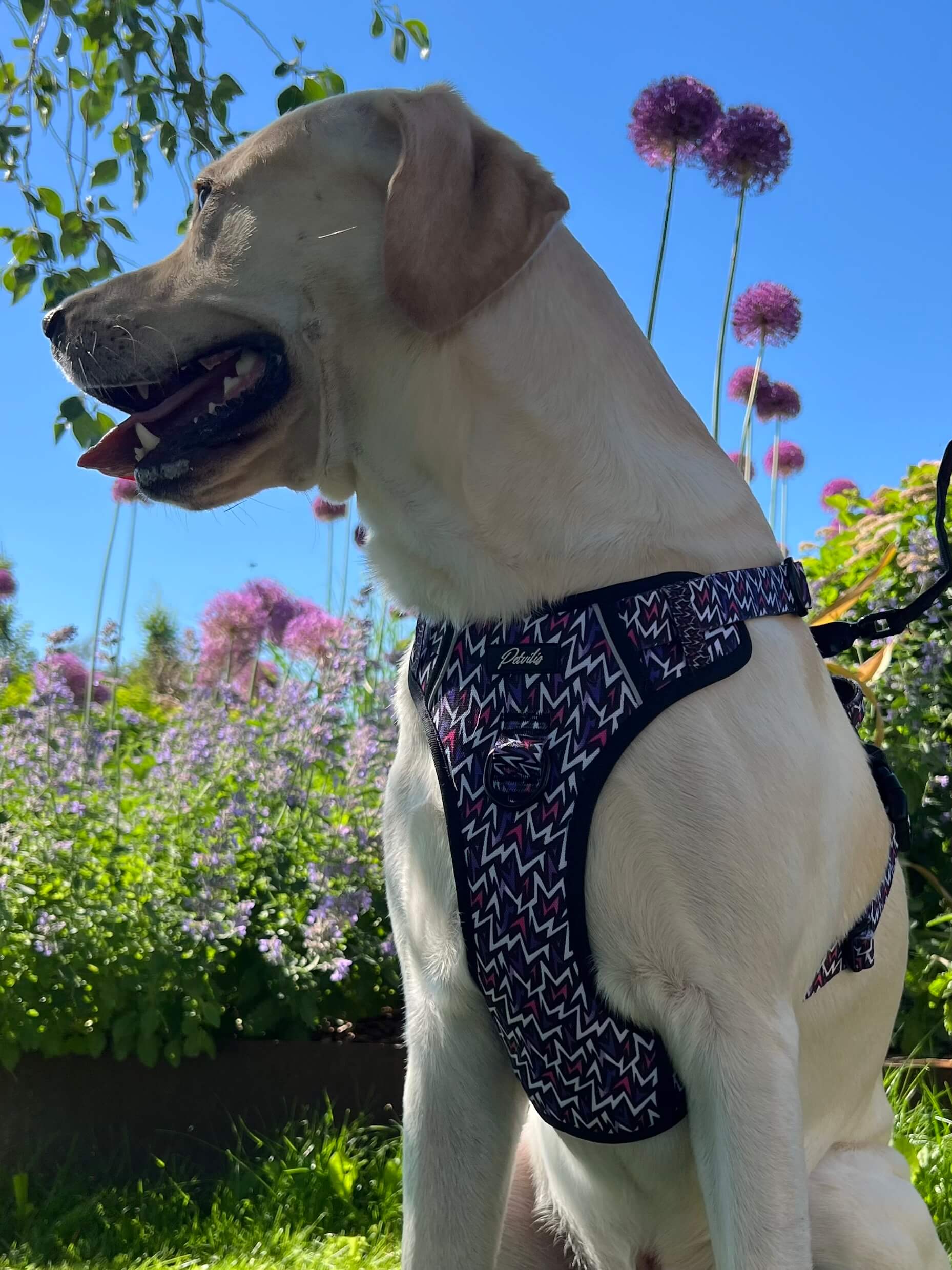 Durable harness for large dogs „ZigZag“